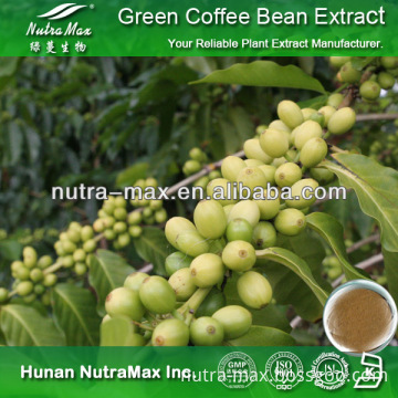 Factory Supply Green Coffee Bean Powder, Green Coffee Bean P.E.